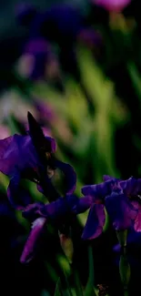 Vibrant purple iris flowers with green backdrop.