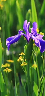 Purple iris flower in a lush green field, perfect for a vibrant mobile wallpaper.