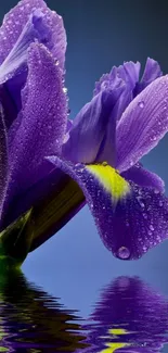 Purple iris with dewy petals and water reflection.