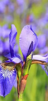 Close-up of vibrant purple iris flower in full bloom.