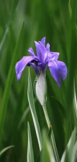 Purple iris flower with green leaves background.