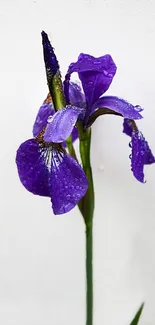 Vibrant purple iris with raindrops against a white background.