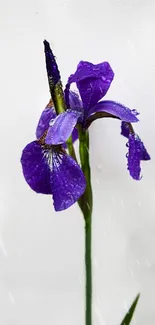 Purple iris flower with water droplets on petals and green stem.