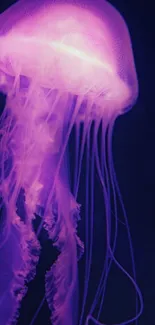 Purple jellyfish glowing against a dark ocean background.