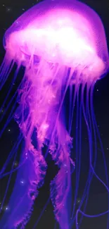 Vibrant purple jellyfish against a dark background.