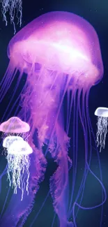 Stunning vibrant purple jellyfish on dark blue background.