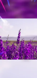 Purple lavender field with vibrant blooms and a serene sky backdrop.