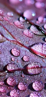 Purple leaf with water droplets in close-up view.