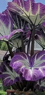 Vibrant purple and green leafy plant wallpaper.