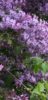 Purple lilac blossoms with lush green leaves.