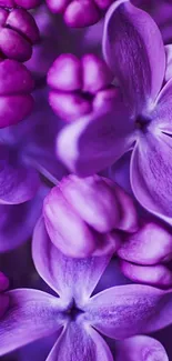 Close-up of vibrant purple lilac flowers with detailed petals.