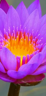 Vibrant purple lotus flower with glowing yellow center on mobile wallpaper.