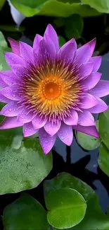 Purple lotus flower with green leaves and water background.