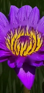 Vibrant purple lotus flower with yellow accents on dark background.