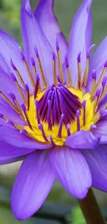 Purple lotus flower with yellow center in full bloom.