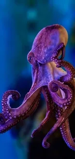 Vibrant purple octopus on a blue background.