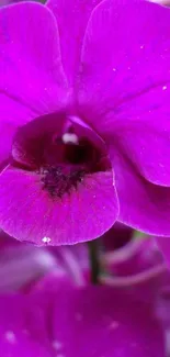 Close-up of a vibrant purple orchid flower.