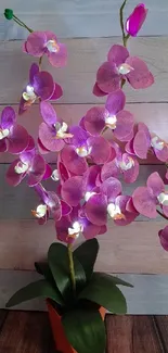 Purple orchids on wooden backdrop wallpaper.