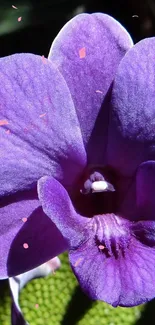 Close-up of a vibrant purple orchid flower with lush green background.