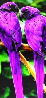 Two vibrant purple parrots perched on a branch with lush green leaves.