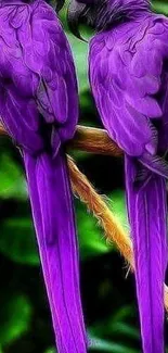 Purple parrots perched on a branch.