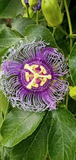 Vibrant purple passion flower amidst lush green leaves.