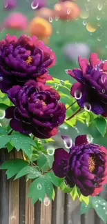 Purple peonies with raindrops on green leaves.