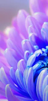 Close-up of vibrant purple petals in a floral wallpaper.