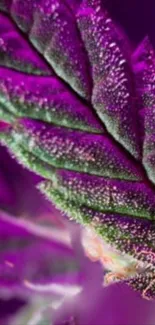 Close-up of a vibrant purple plant leaf.