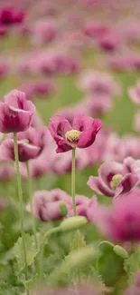 Purple poppy field captures natural beauty with vibrant flowers.