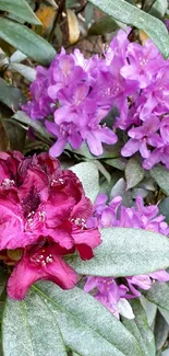 Purple and red rhododendron flowers with green leaves background.