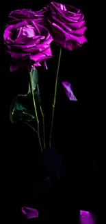 Elegant purple roses on a black background, creating a vibrant and mysterious look.