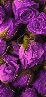 Vibrant purple roses with dewdrops on petals.