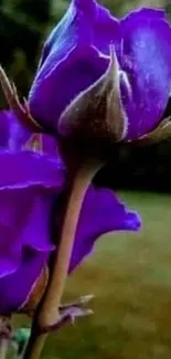 Close-up of a vibrant purple rose with rich hues.