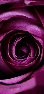 Close-up of a vibrant purple rose with intricate petal details.