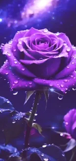 Purple rose with dewdrops in galaxy background.