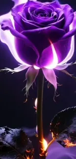 Vibrant purple rose with glowing petals.