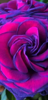 Close-up of a vibrant purple and pink rose with detailed petals.