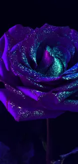 Glittering purple rose on dark background wallpaper.