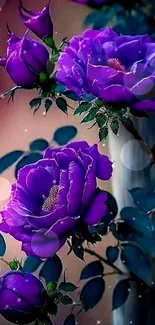 Vibrant purple roses blooming in artistic wallpaper.