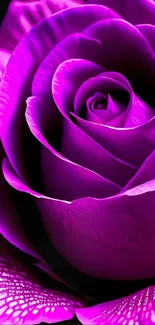 Vibrant purple rose mobile wallpaper with elegant petals.