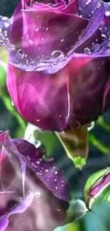 Purple rose with dewdrops, elegant floral wallpaper.