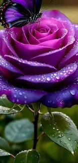 Purple rose with raindrops and butterfly