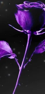 Purple rose on black background, elegant mobile wallpaper.