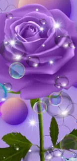 Vibrant purple rose with droplets on a lilac background.