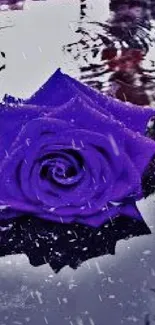 Purple rose floating on water surface with reflection effect.