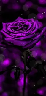 Purple rose with blurred background, vibrant floral wallpaper.