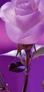 Elegant purple rose in full bloom against a vibrant background.