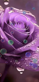 Vibrant purple rose with dewdrops in stunning detail.