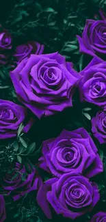 Purple rose wallpaper with lush petals.